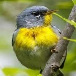 image of bird