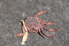 image of rock_crab