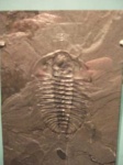 image of trilobite