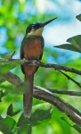 image of jacamar