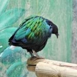 image of bird