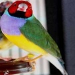 image of bird