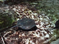 image of electric_ray