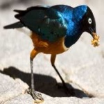 image of bird