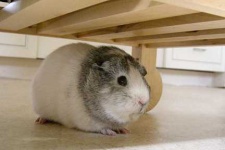 image of guinea_pig