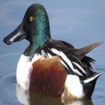 image of northern_shoveler #25