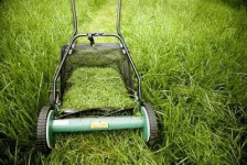 image of grass