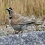 image of bird