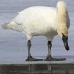 image of bird