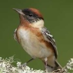 image of bird