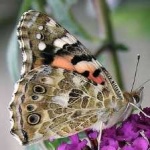 image of animal