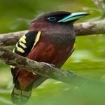 image of banded_broadbill #29