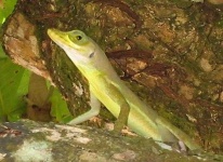 image of american_chameleon