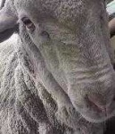 image of animal