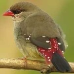 image of bird