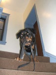 image of rottweiler