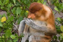 image of proboscis_monkey