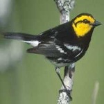 image of bird