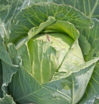 image of cabbage #33