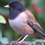 image of bird