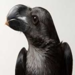 image of bird