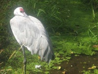 image of crane