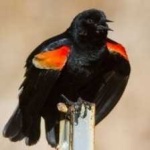 image of bird
