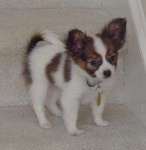 image of papillon