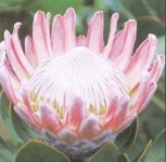 image of flower