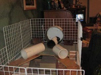 image of guinea_pig