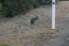 image of wallaby