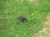 image of porcupine