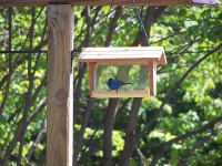 image of indigo_bunting