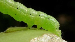 image of animal