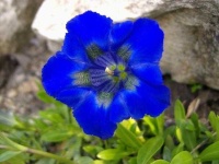 image of flower