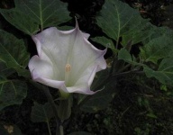 image of flower