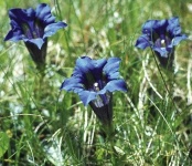 image of flower