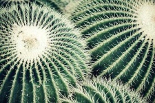 image of cactus
