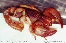 image of scorpion