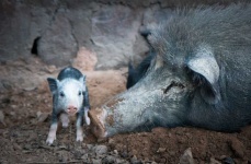 image of animal