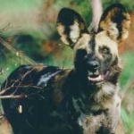 image of african_wild_dog #16