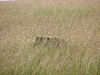 image of hyena