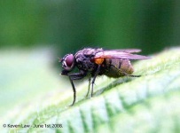 image of fly