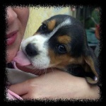 image of beagle