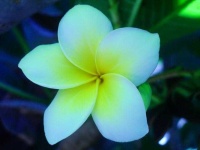 image of flower