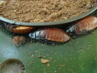 image of cockroach