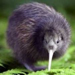 image of bird