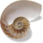 image of nautilus