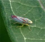 image of leafhopper #2