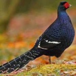 image of bird